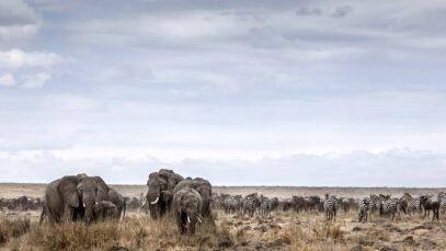Elefantes, zebras e gnus na savana africana do Serengeti safari.