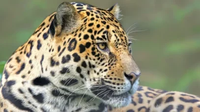 Onça no Pantanal, um safári fora da África.