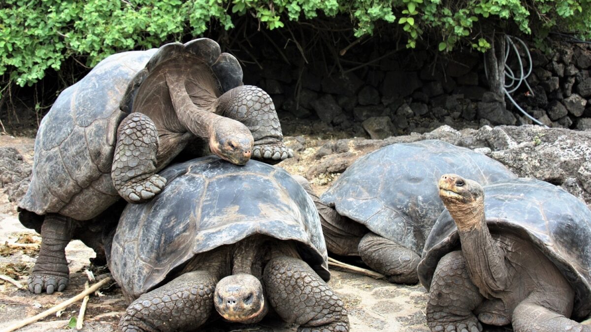 Tartarugas gigantes no safári em Galápagos.