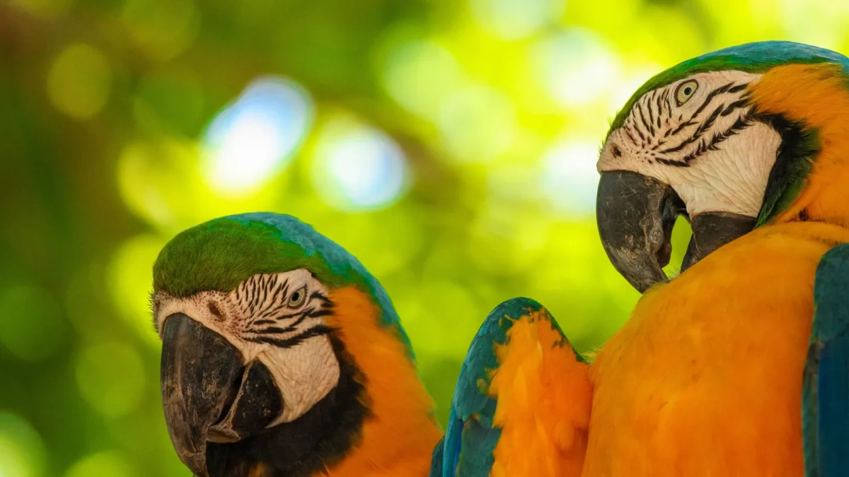 Safári fora da África - Pantanal