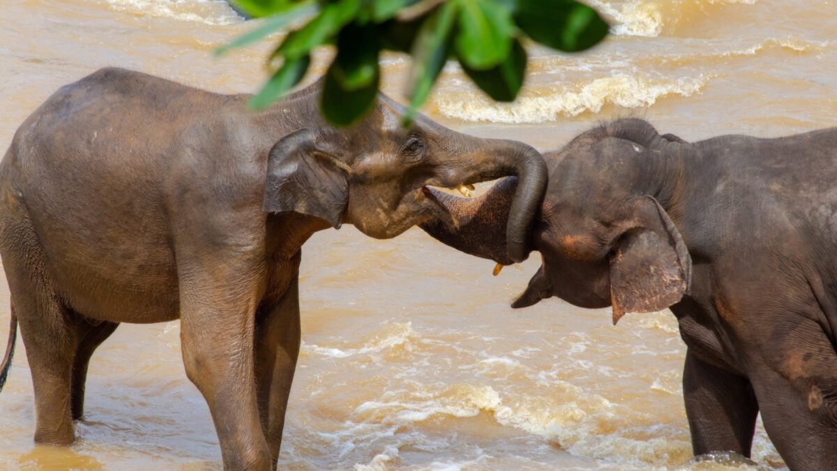 Elefantes em safári no Sri Lanka.