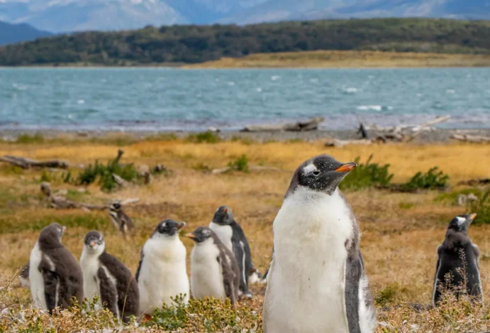 Pinguins na Patagônia Argentina.