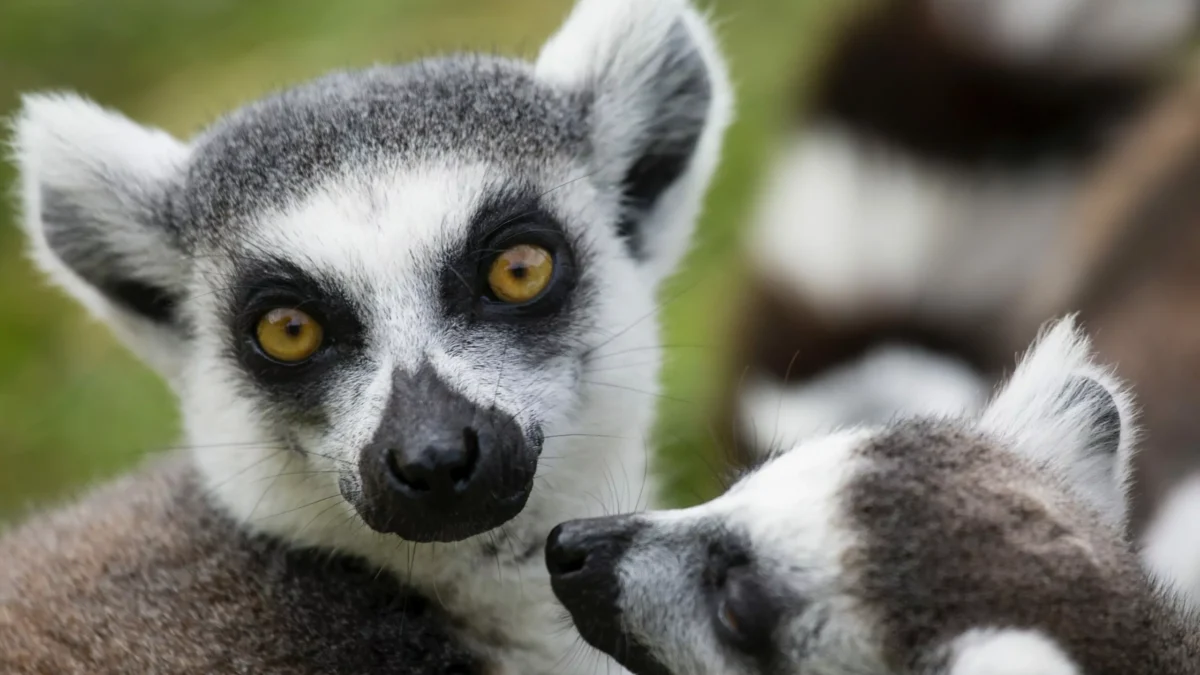 Lêmure em roteiro por Madagascar.