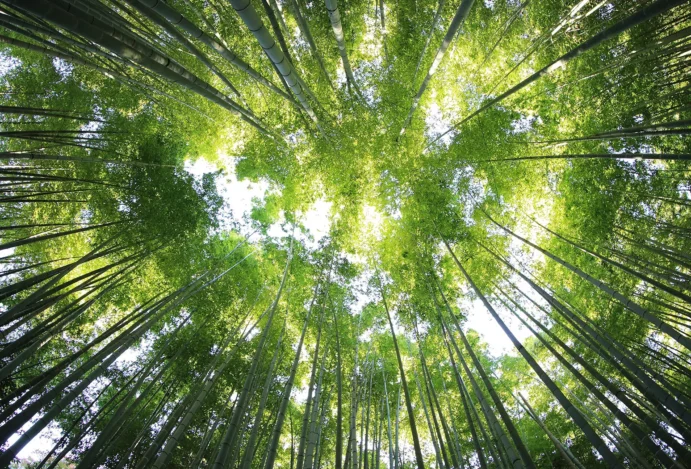 Árvores representam destinos de florestas.