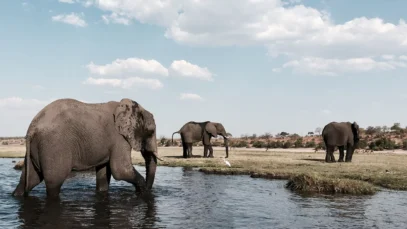 Viagem para Botsuana