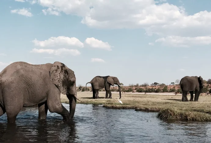 Viagem para Botsuana
