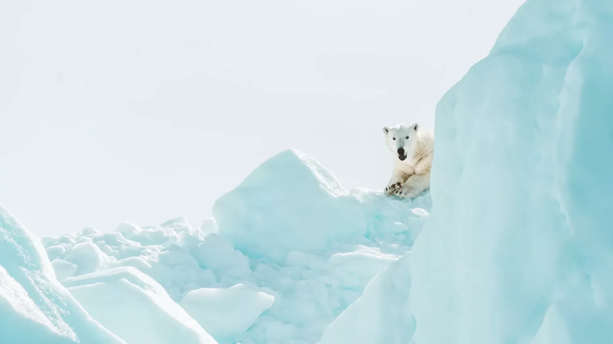 Cruzeiro de expedição no ártico encontra urso polar