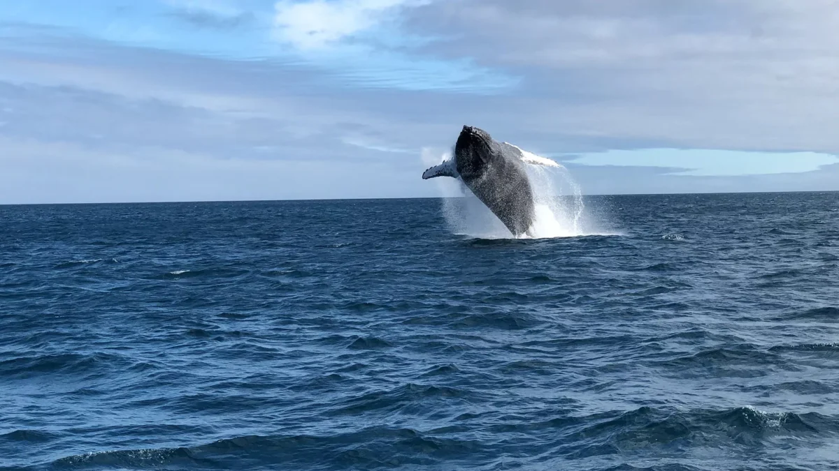 Cruzeiro de expedição em Galápagos encontra baleia