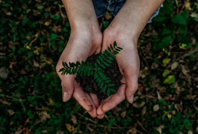 Mãos com muda de planta ilustram turismo sustentável
