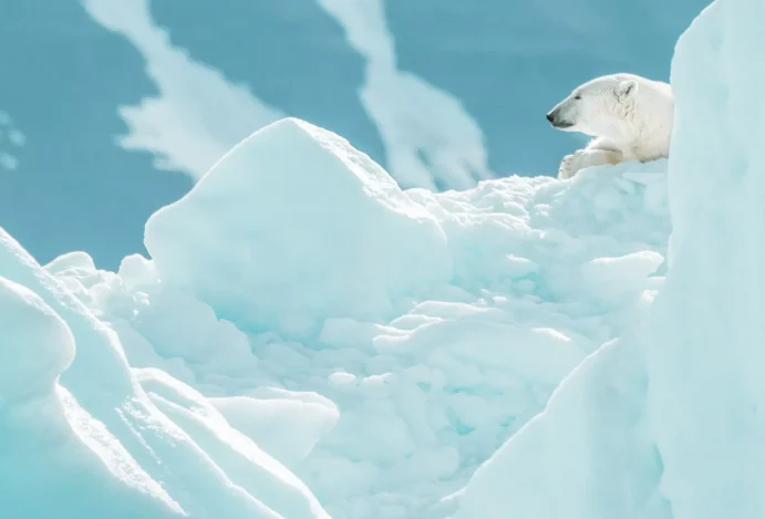 Urso polar entre geleiras no Ártico