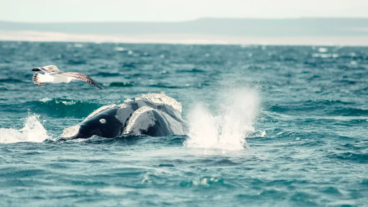 Baleias na Patagônia