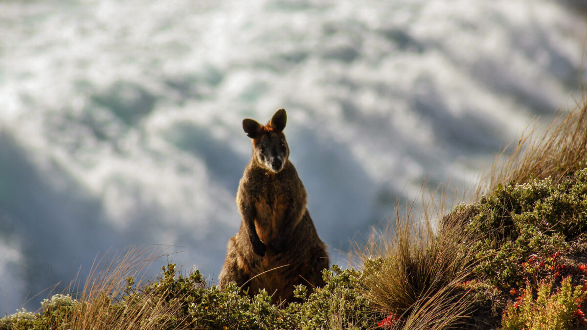 Canguru na Austrália