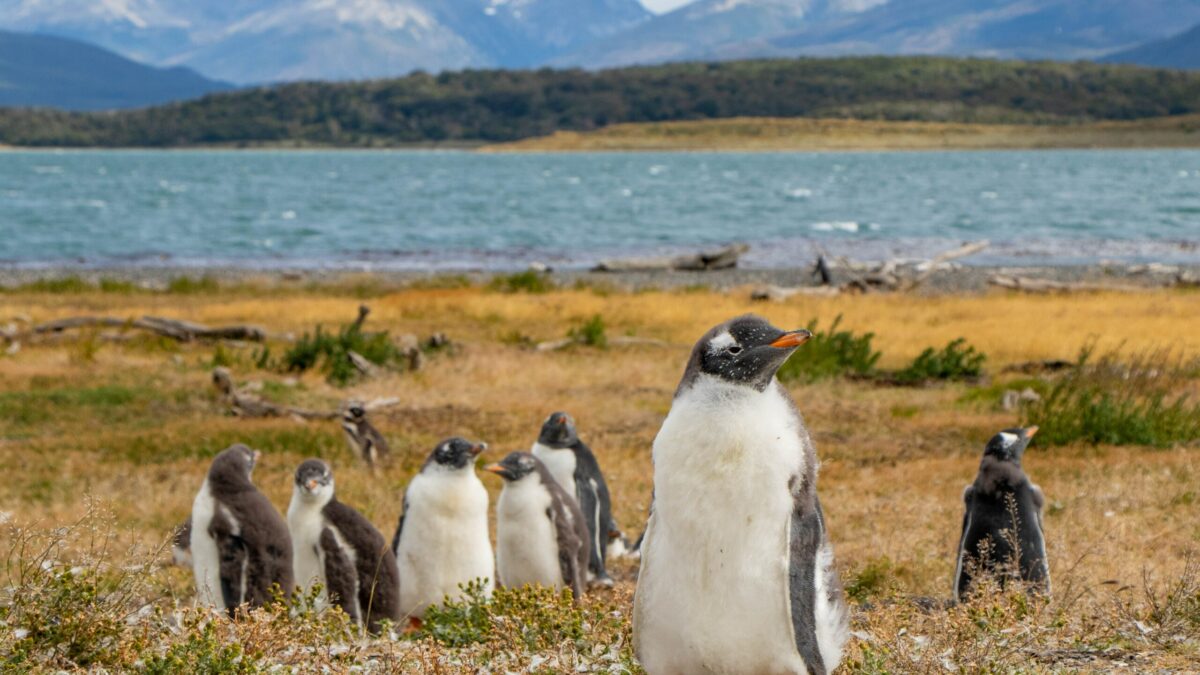 Pinguins em Ushuaia, na Patagônia