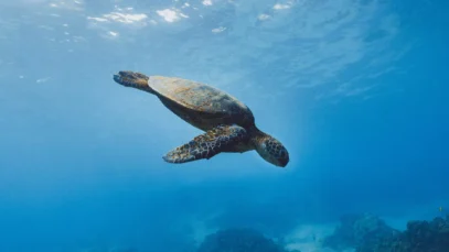Tartaruga nada no mar de Galápagos