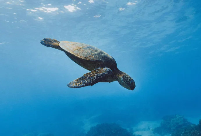 Tartaruga nada no mar de Galápagos