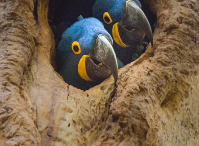 Pantanal: um pequeno guia do bioma