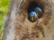 Ver mais: A Vida no Pantanal