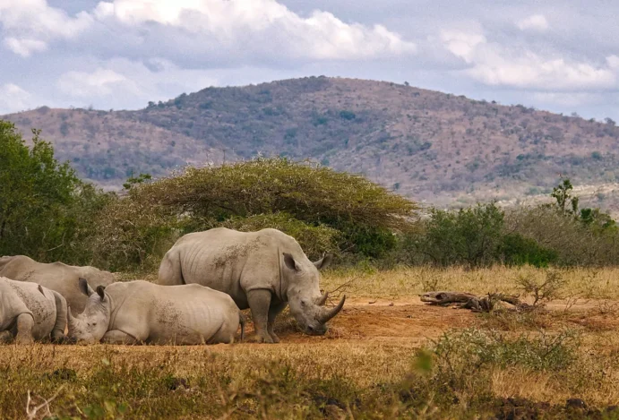 Safári na África, rinocerontes