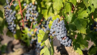 Reyneke Wines: onde filosofia, natureza e vinhos biodinâmicos celebram a África do Sul