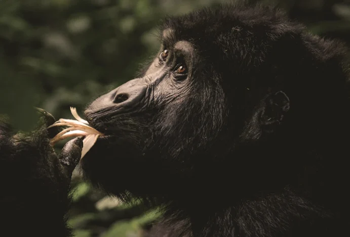 Qual a diferença entre turismo sustentável e turismo regenerativo?