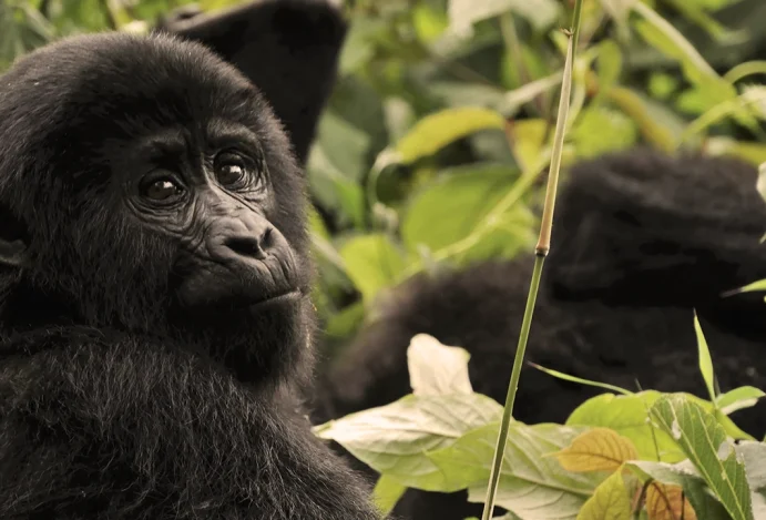 Turismo Regenerativo