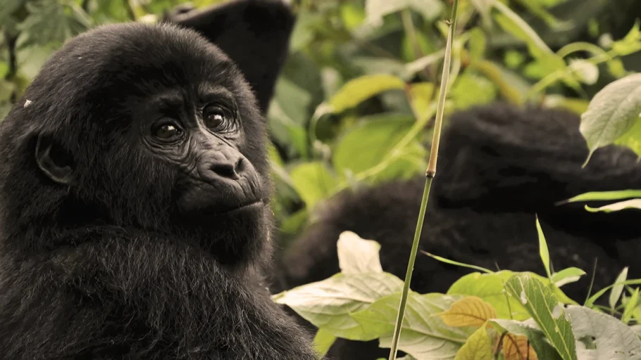 Turismo Regenerativo