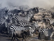 Ver mais: Descubra como acontece o maior movimento de vida selvagem do planeta e quando vivenciar cada etapa dessa jornada.